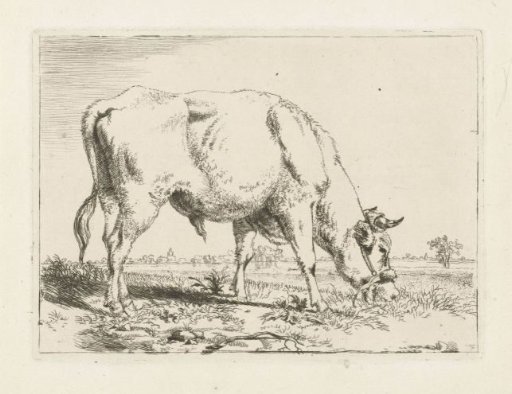Grazing bull