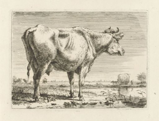 Standing cow