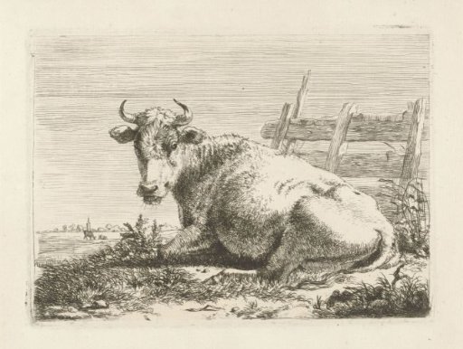 Lying cow by a fence