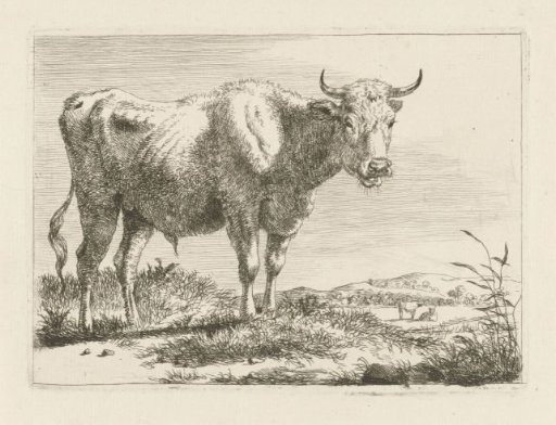 Standing bull