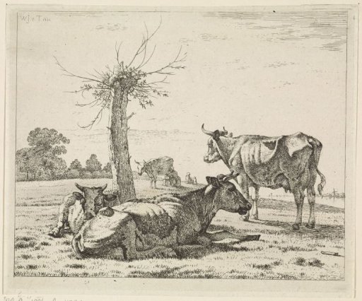 Cows by a pollard willow