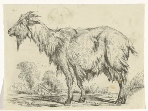 Standing Goat