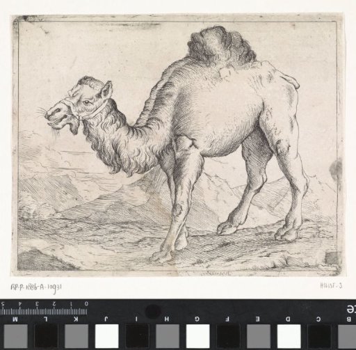 Landscape with a dromedary