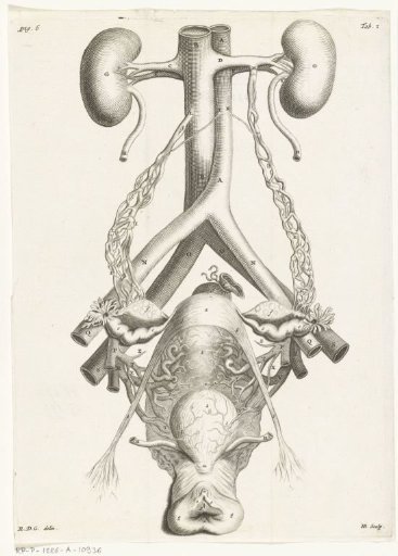 Anatomical illustration of the female genital organs and the kidneys