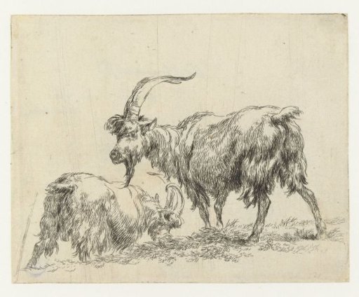 Two goats or bucks