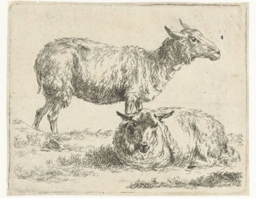 Standing and a lying sheep