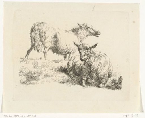Recumbent Sheep with Halter and a Standing Sheep