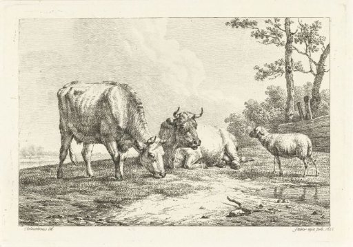 Two cows and a sheep