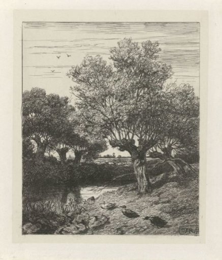 Ducks by a Ditch