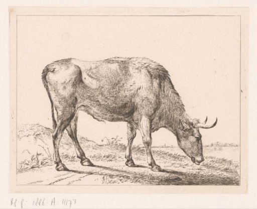 Bull