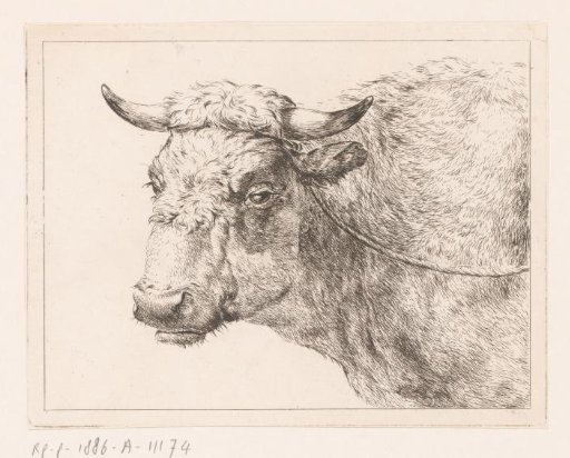 Head of a Cow