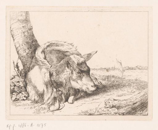 Recumbent Goat by Water