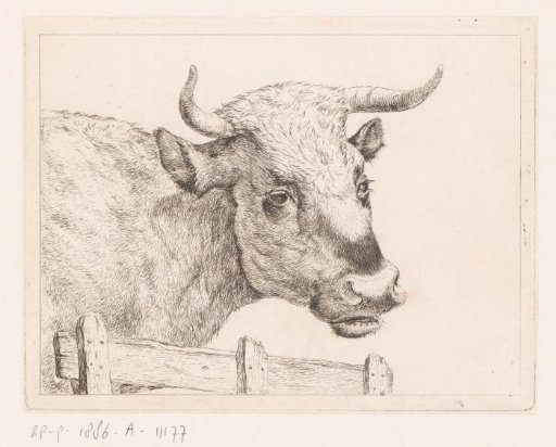 Head of a Cow by a Fence