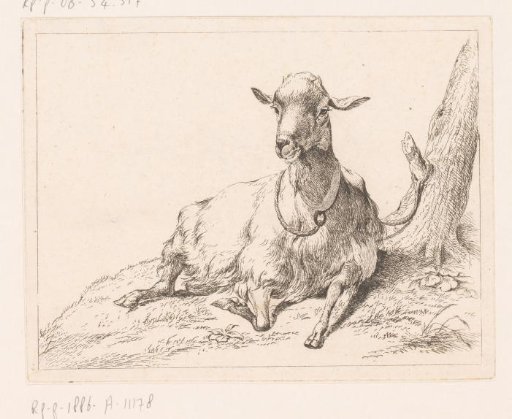 Lying goat