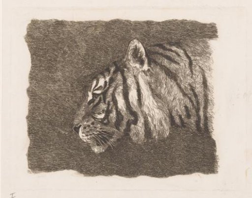 Tiger's head