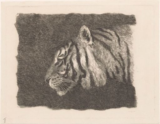 Tiger's head