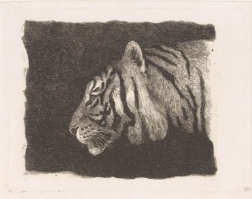 Tiger's head