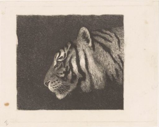 Tiger's head