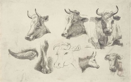 Study sheet with heads of cows