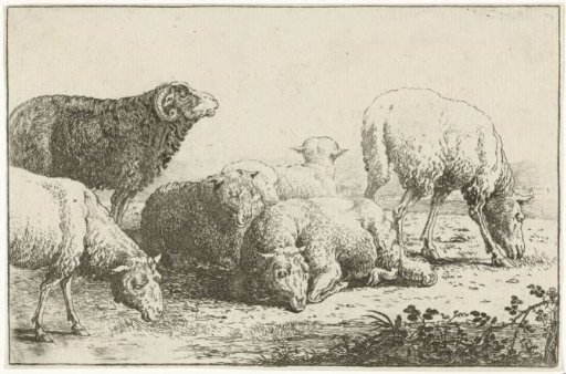 Sheep