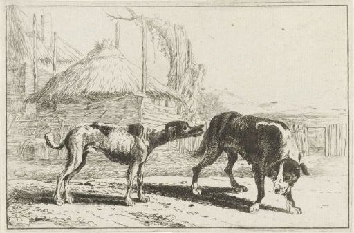 Male and female dog