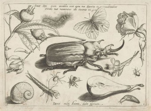 Animals, plants and fruits around a rhinoceros beetle