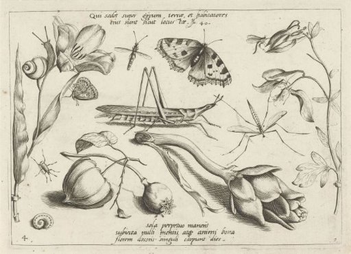 Animals and plants around a grasshopper and an artichoke