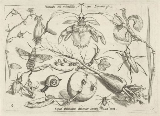 Animals, plants and fruits around a crab