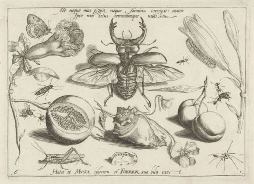 Insects, flowers and fruits around a stag beetle and a shell