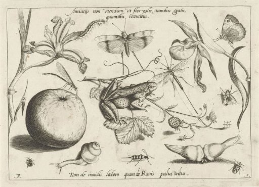 Animals, flowers and fruits around a frog