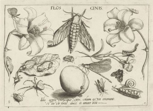 Animals, plants and fruits around a moth