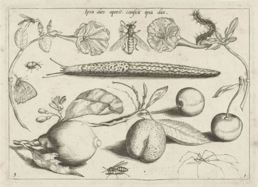 Animals, plants and fruits around a snail