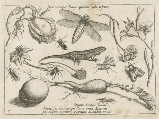Animals, plants and fruits around a lizard