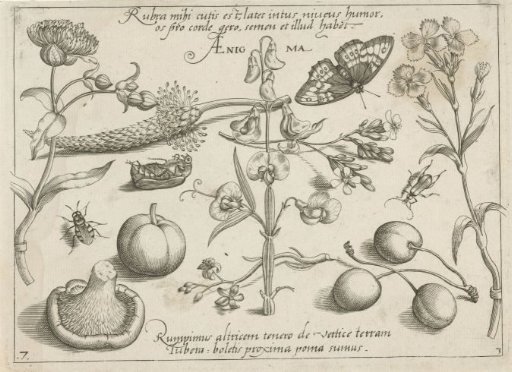 Insects, plants and fruits around a pea