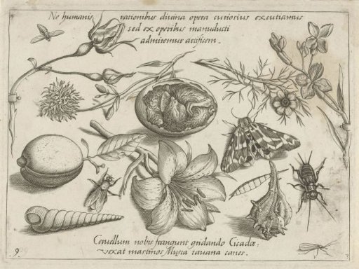Insects, plants and shells around a chick in an egg