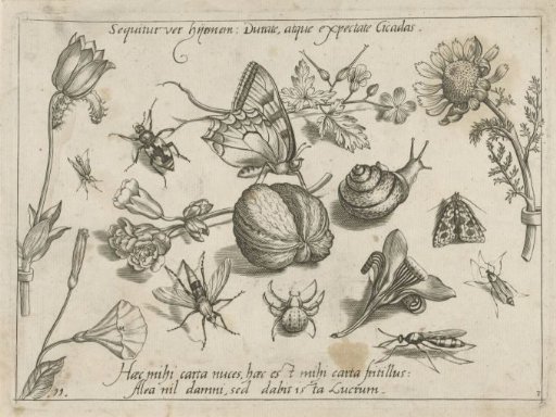 Insects, flowers and a snail around a walnut