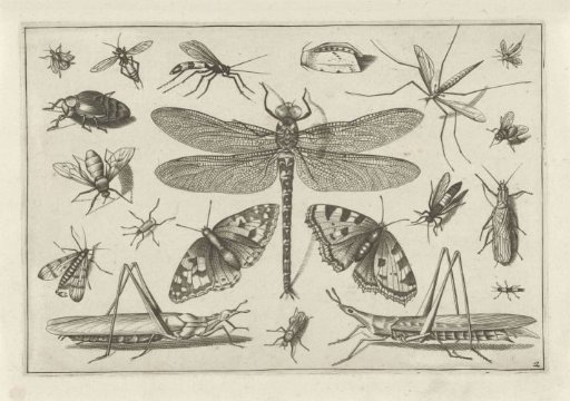 Insects
