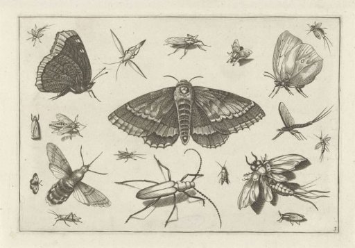 Insects