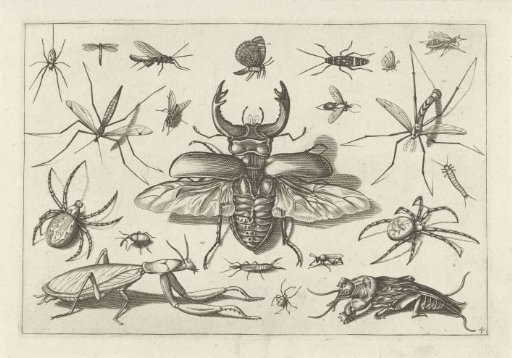 Insects
