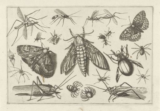 Insects