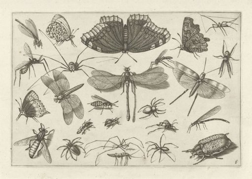 Insects