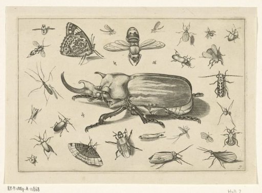 Insects