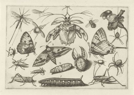 Insects
