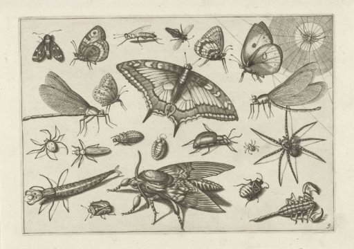 Insects