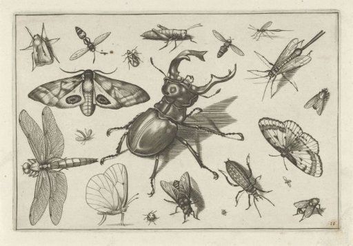 Insects