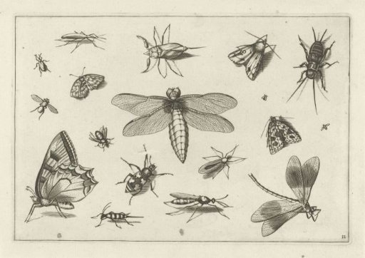 Insects
