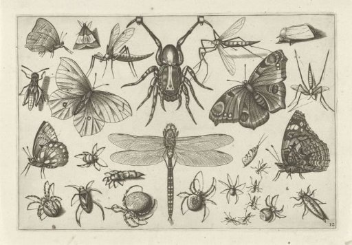Insects