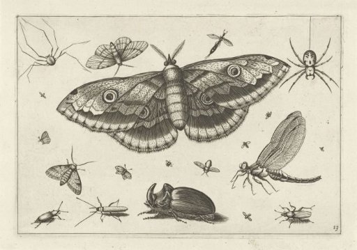 Insects