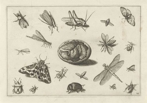 Insects