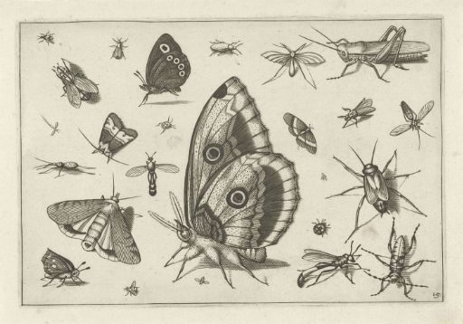 Insects